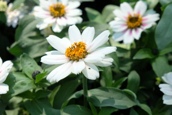 Flowers Garden — Stock Photo, Image