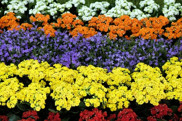 Flowers Garden — Stock Photo, Image