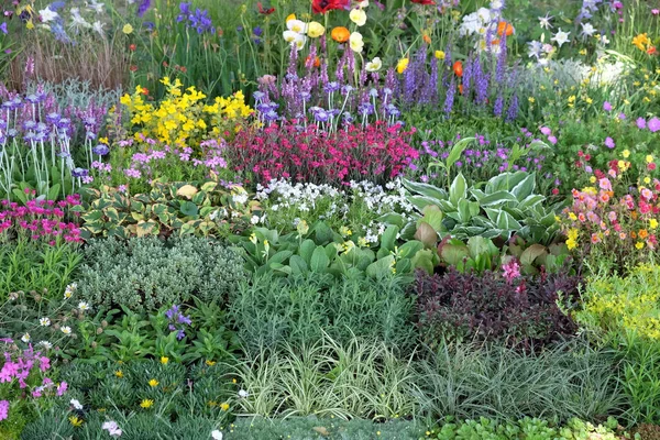 Blumen Garten — Stockfoto