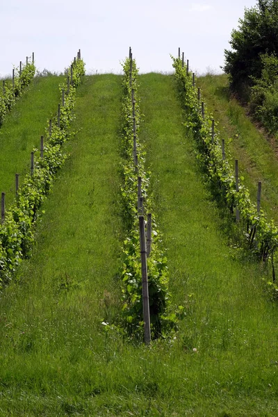 Rows Young Grapes Countryside Plesivica Continental Croatia — Stock Photo, Image