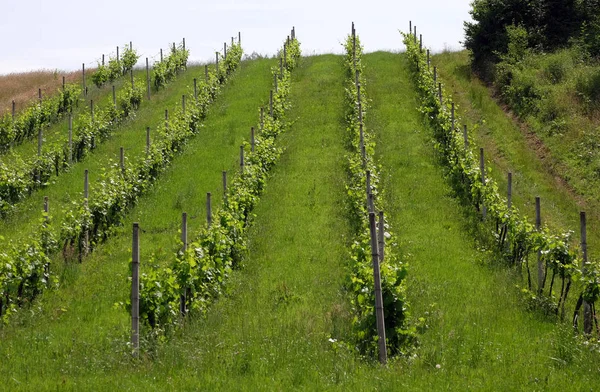 Filas Uvas Jóvenes Campo Plesivica Croacia Continental — Foto de Stock