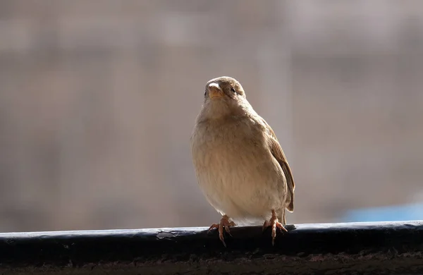 Hussparven Passer Domesticus — Stockfoto