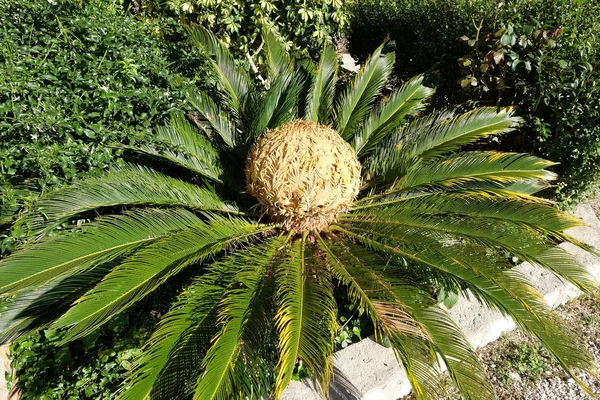 Head Sago Palm Tree Cycas Revoluta — Stock Photo, Image