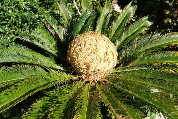 西米棕榈树苏铁的头 — 图库照片