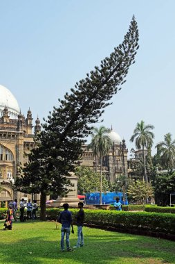 Chhatrapati Shivaji Maharaj Vastu Sangrahalaya 'nın önünde çam ağacı pişir.