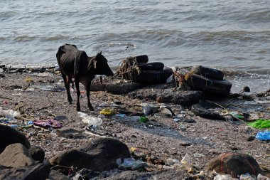 İnek, Hindistan, Mumbai yakınlarındaki Fil Adası sahilinde yiyecek arıyor.