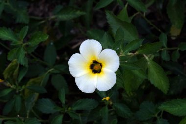 Turnera diferusa, bahçede açan damiana çiçeği olarak bilinir, Kumrokhali, Batı Bengal, Hindistan