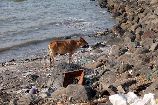 这头牛正在印度孟买附近的象岛海岸的垃圾堆里寻找食物 — 图库照片