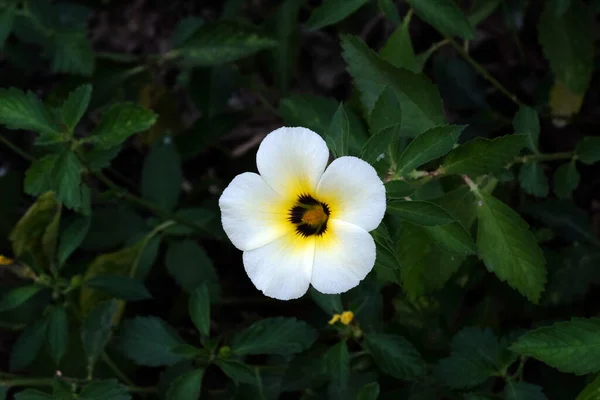 Turnera Diffusa Bekannt Als Damiana Blume Blüht Garten Kumrokhali Westbengalen — Stockfoto