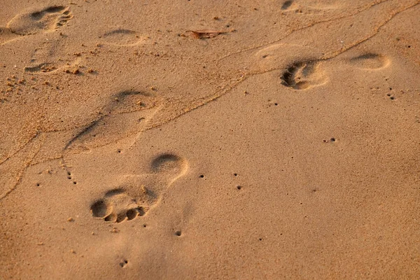 Impronte Sulla Pista Sabbia Candolim Beach North Goa India — Foto Stock