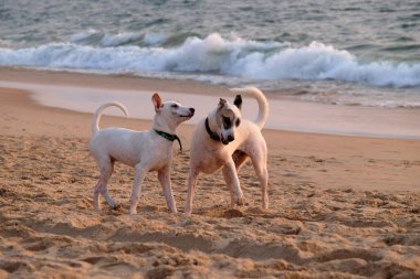 Köpekler Candolim Sahili, Kuzey Goa, Hindistan 'da oynuyorlar.