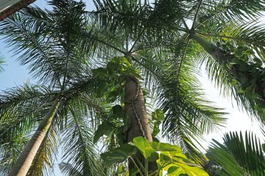 Palmiye ağacı, Candolim, Goa, Hindistan