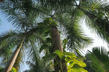 Palmiye ağacı, Candolim, Goa, Hindistan