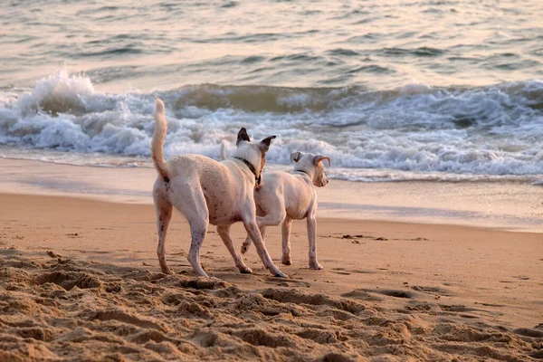 Собаки Играют Пляже Кандолим Северный Гоа Индия — стоковое фото