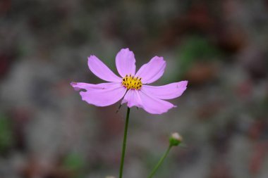 Mor Kozmos çiçeği bahçede çiçek açıyor, Kumrokhali, Batı Bengal, Hindistan