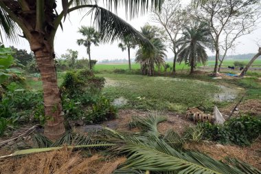 Palmiye ağacı, Kumrokhali, Batı Bengal, Hindistan