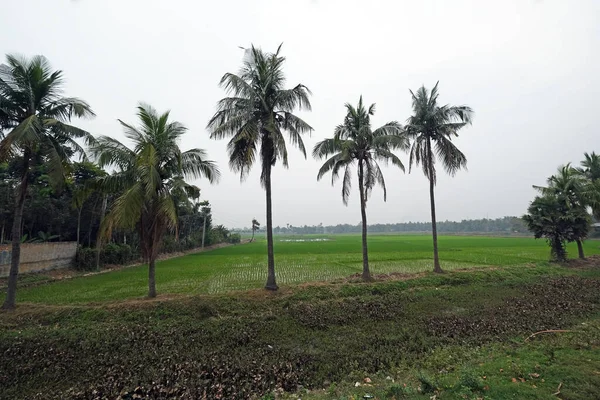 Зеленое Рисовое Поле Западной Бенгалии Индия — стоковое фото