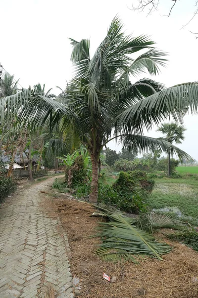 Palm Tree Kumrokhali West Bengal Ινδία — Φωτογραφία Αρχείου