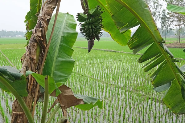 Banánový Strom Květinami Zeleným Ovocem Kumrokhali Západní Bengálsko Indie — Stock fotografie