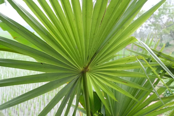 Palmbladeren Kumrokhali West Bengaals India — Stockfoto