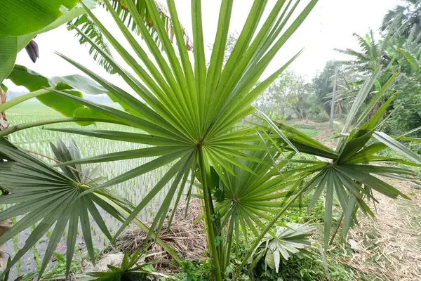 印度西孟加拉邦Kumrokhali棕榈树叶子 — 图库照片