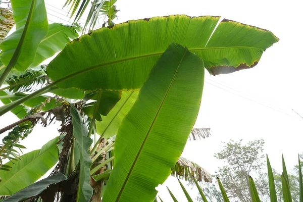 Folhas Árvores Banana Kumrokhali Bengala Ocidental Índia — Fotografia de Stock