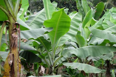 Kumrokhali 'de muz ağaçları, Batı Bengal, Hindistan