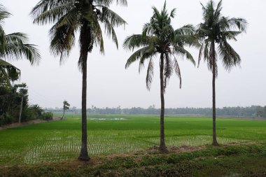Batı Bengal, Hindistan 'da yeşil pirinç tarlası.