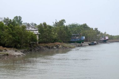Çamur kıyısında tekne, Mangrove Ormanı, Sundarbanlar, Ganj Deltası, Batı Bengal, Hindistan