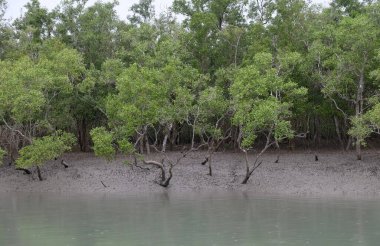 Mangrove Ormanı, Sundarbanlar, Ganj Deltası, Batı Bengal, Hindistan