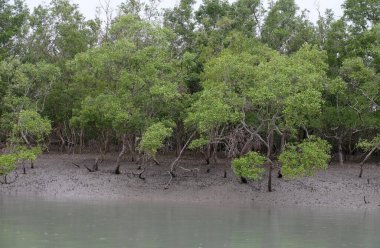 Mangrove Ormanı, Sundarbanlar, Ganj Deltası, Batı Bengal, Hindistan