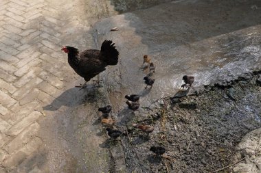 Anne tavuk ve yavruları.