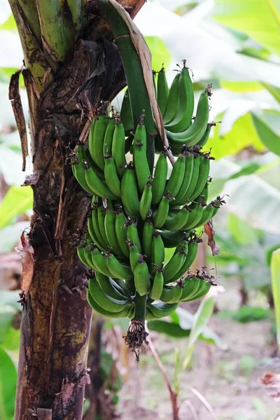 Banana Tree Bunch Bananas Kumrokhali West Bengal India — Stock Photo, Image