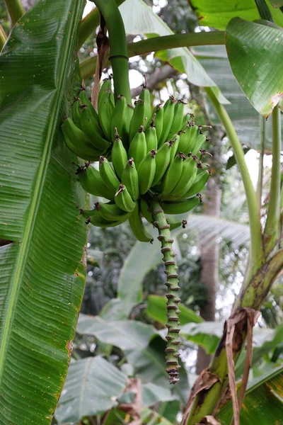 印度西孟加拉邦Kumrokhali的香蕉树和一堆香蕉 — 图库照片