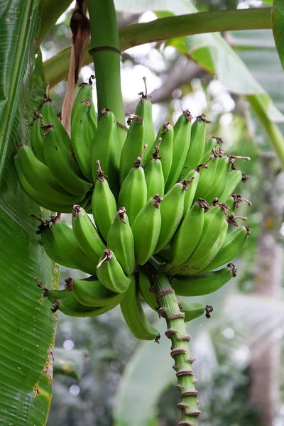 Bananenboom Met Een Bos Bananen Kumrokhali West Bengalen India — Stockfoto