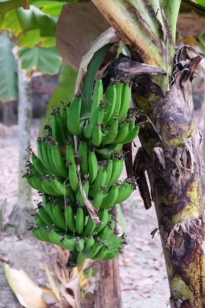 印度西孟加拉邦Kumrokhali的香蕉树和一堆香蕉 — 图库照片