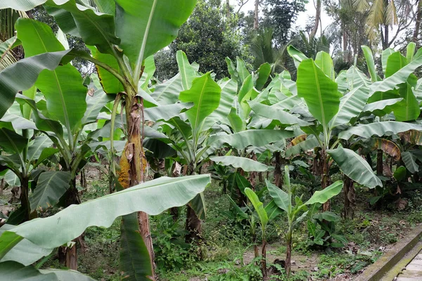 Bananenbomen Kumrokhali West Bengalen India — Stockfoto