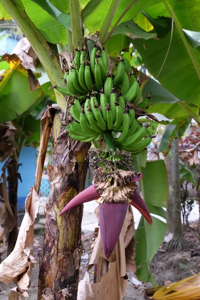 Banánový Strom Květinami Zeleným Ovocem Kumrokhali Západní Bengálsko Indie — Stock fotografie
