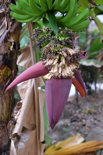 Bananeira Com Flores Frutos Verdes Kumrokhali Bengala Ocidental Índia — Fotografia de Stock