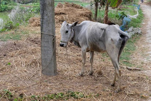 Ganado Pastando Aldea Kumrokhali Bengala Occidental India — Foto de Stock