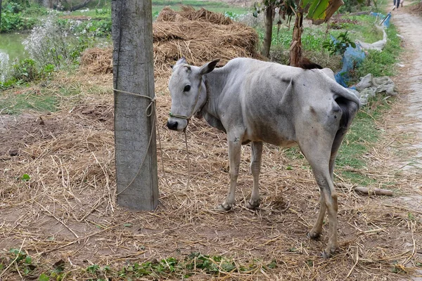 Bovini Pascolo Nel Villaggio Kumrokhali Bengala Occidentale India — Foto Stock