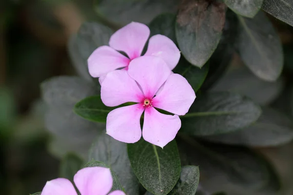 Pink Flower Blooming Garden Kumrokhali West Bengal India — Stock Photo, Image