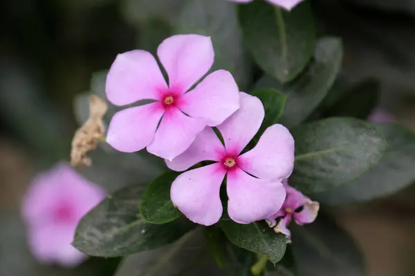 Uma Flor Rosa Está Florescendo Jardim Kumrokhali Bengala Ocidental Índia — Fotografia de Stock