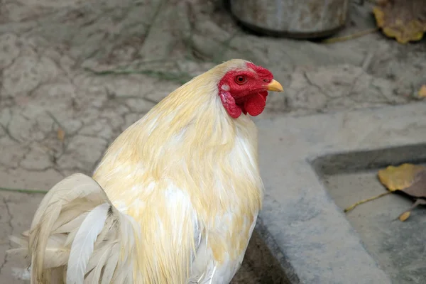 Pollo Doméstico Granja Kumrokhali Bengala Occidental India — Foto de Stock