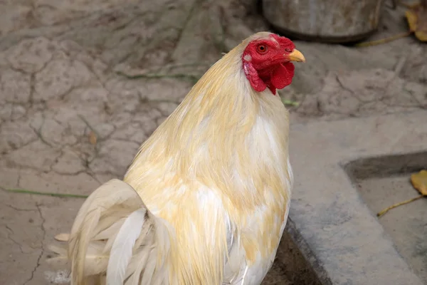 Pollo Doméstico Granja Kumrokhali Bengala Occidental India —  Fotos de Stock