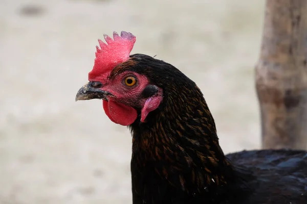 Domestic Chicken Farm Kumrokhali West Bengal India — Stock Photo, Image