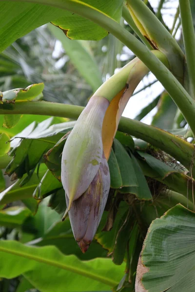 Bananenboom Met Bloem Kumrokhali West Bengalen India — Stockfoto