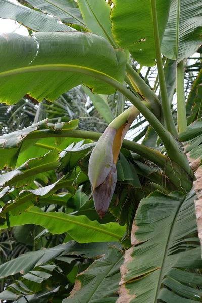 印度西孟加拉邦Kumrokhali有花朵的香蕉树 — 图库照片