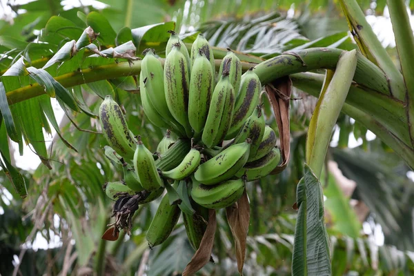 Bananeira Com Monte Bananas Kumrokhali Bengala Ocidental Índia — Fotografia de Stock