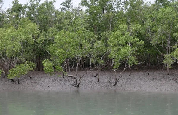 Foresta Mangrovie Sundarbans Delta Del Gange Bengala Occidentale India — Foto Stock